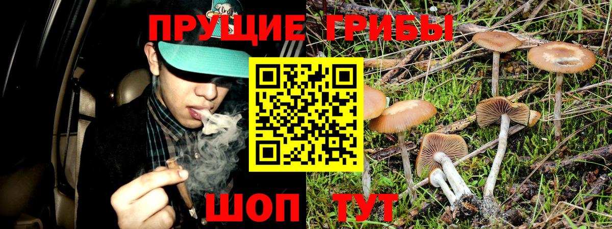 Псилоцибиновые грибы прущие грибы Всеволожск